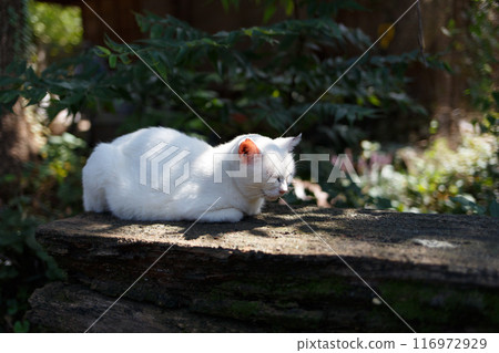 White cat sitting and relaxing White cat sitting and relaxing 116972929