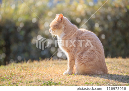 A cat sitting on the grass and sunbathing A cat sitting on the grass and sunbathing 116972936