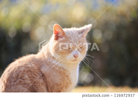 A cat sitting on the grass and sunbathing A cat sitting on the grass and sunbathing 116972937