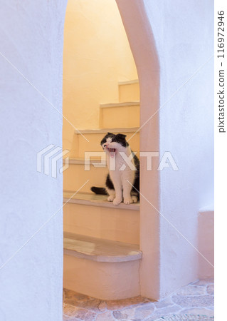 Cat (Scottish Fold) yawning on the stairs indoors 116972946