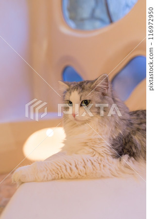 Cat relaxing on a table (Norwegian Forest Cat) 116972950