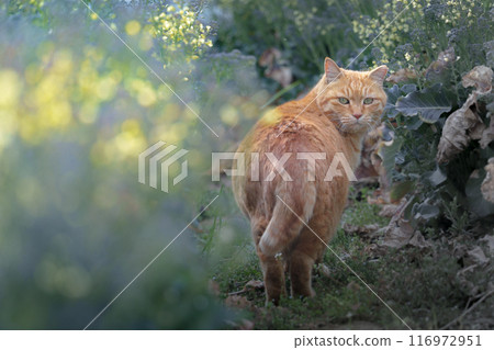 A brown tabby cat looking back at you in a rapeseed field 116972951
