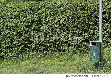 green hedge of fir trees and trash can 116973023