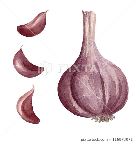 Watercolor garlic and garlic cloves. Hand drawn illustrated aromatic seasoning for food flavouring. Element for food cooking, receipt and design Watercolor garlic and garlic cloves. Hand drawn illustrated aromatic seasoning for food flavouring. Element for food cooking, receipt and design 116973071