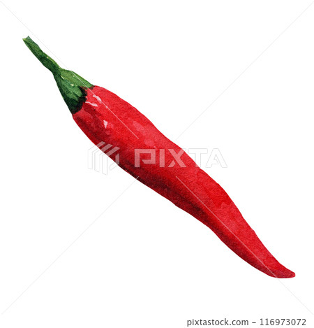 Red pepper watercolor hand painted isolated on white background. For kitchen, restaurant menus, recipes, prints, or plates and dishes design Red pepper watercolor hand painted isolated on white background. For kitchen, restaurant menus, recipes, prints, or plates and dishes design 116973072