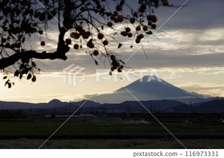 郊區的夜景,有富士山和柿子樹。神奈川縣平塚市 郊區的夜景,有富士山和柿子樹。神奈川縣平塚市 116973331