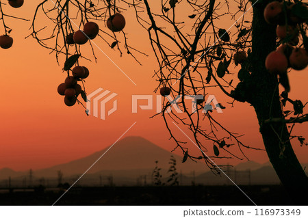 Evening view of Mt. Fuji and a persimmon tree in the suburbs. Hiratsuka City, Kanagawa Prefecture 116973349