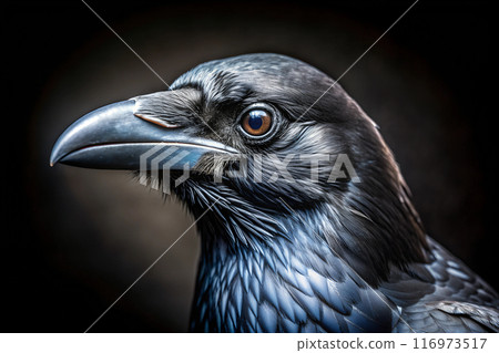 Portrait of a beautiful crow against black background Portrait of a beautiful crow against black background 116973517
