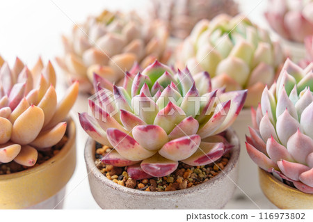 Cute autumnal succulent plant Echeveria 116973802