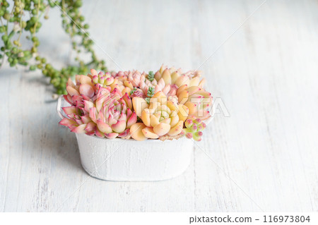 群植多肉植物、石蓮花 116973804