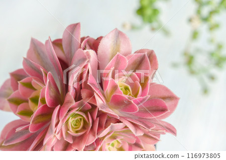 Succulent plant, Aeonium "Pink Witch" 116973805