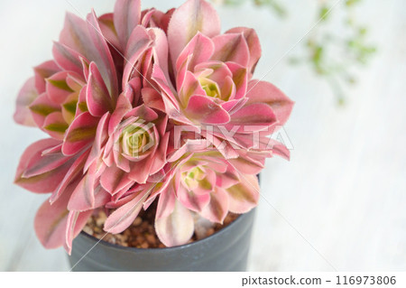 多肉植物，Aeium“粉紅女巫” 116973806