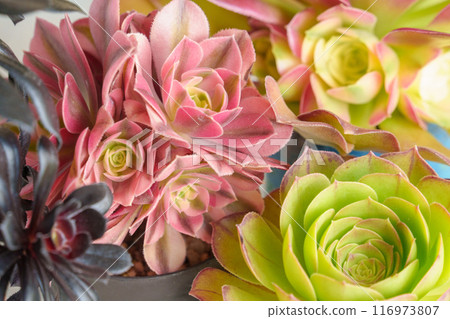 Group photo of three succulent plants, Aeonium 116973807
