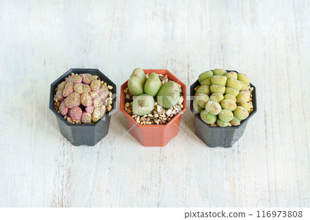 多肉植物,Conophytum 的 3 種 多肉植物,Conophytum 的 3 種 116973808