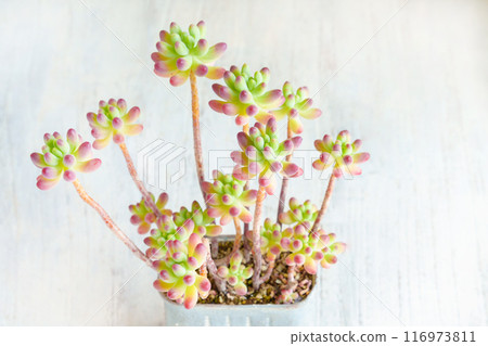 多肉景天景天“少女心(果凍豆植物)” 多肉景天景天“少女心(果凍豆植物)” 116973811