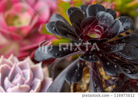 Succulents, Aeonium and Echeveria, with raindrops on the leaves Succulents, Aeonium and Echeveria, with raindrops on the leaves 116973812