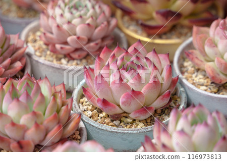 Echeveria，一種多肉植物，秋葉可愛 116973813