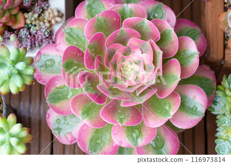 Aeium '粉紅女巫'，一種多肉植物，葉子上有雨滴 116973814