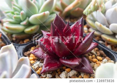 Echeveria 'Romeolvin'，一種多肉植物，葉子上有雨滴 116973816