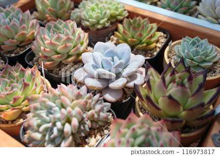 Group photo of succulent Echeveria Group photo of succulent Echeveria 116973817
