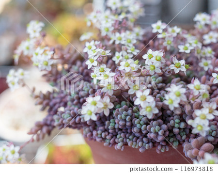 Flowers of the succulent plant Sedum "Dasiphyllum Reference" Flowers of the succulent plant Sedum "Dasiphyllum Reference" 116973818