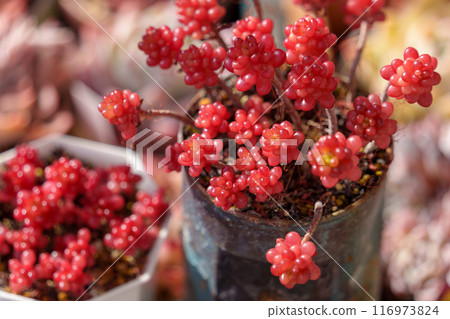 多肉景天“紅莓” 116973824