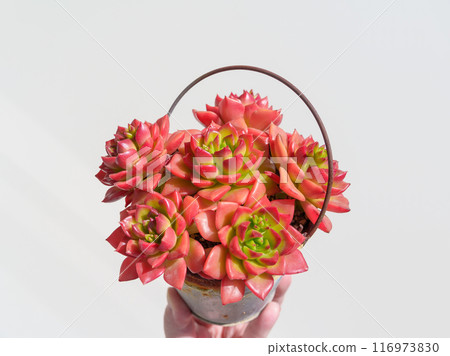 肉質植物 Sedeveria“Ladygia”，其葉子在冬天寒冷時變紅 116973830