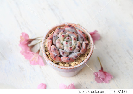 多肉石蓮花“Bianto” 116973831