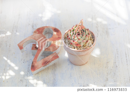 Succulent plant Echeveria "Ruby Blush" and number ornament 116973833