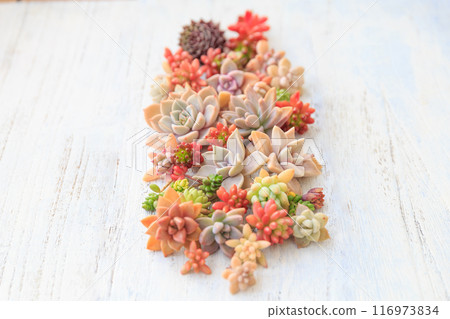 A group photo of cut succulent seedlings with lovely autumn foliage 116973834