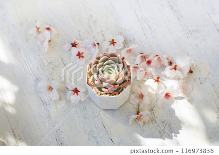 Echeveria，一種多肉植物，有可愛的秋葉和櫻花 116973836