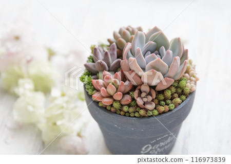 一系列色彩繽紛的多肉植物和可愛的秋葉 116973839