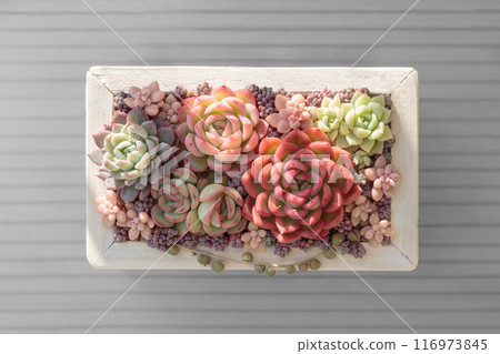 A cute arrangement of succulents with red leaves, mainly Echeveria 116973845