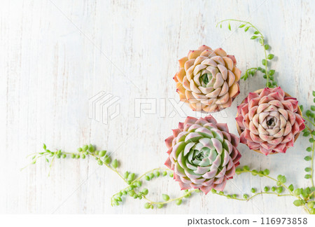 echeveria框架，一種多汁植物，秋葉可愛，還有綠色項鍊 116973858