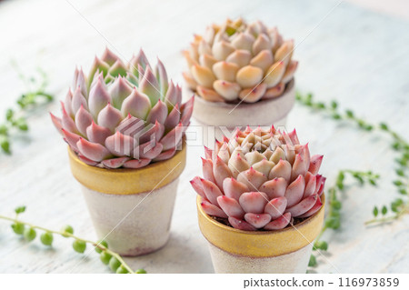 Echeveria，一種多肉植物，秋葉可愛，還有一條綠色項鍊 116973859