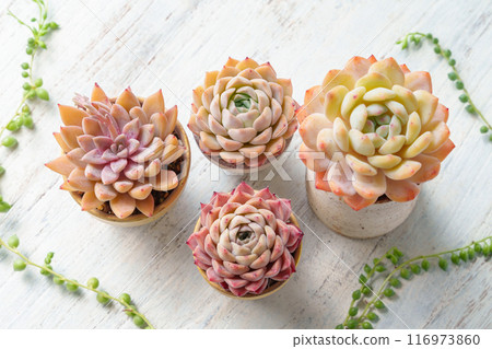 Echeveria,一種多肉植物,秋葉可愛,還有一條綠色項鍊 Echeveria,一種多肉植物,秋葉可愛,還有一條綠色項鍊 116973860