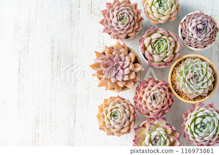 echeveria 的框架,一種多汁植物,秋葉可愛 echeveria 的框架,一種多汁植物,秋葉可愛 116973861