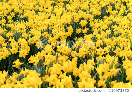 Yellow daffodil flowers Yellow daffodil flowers 116973870