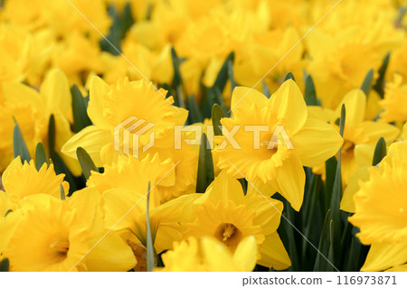 Yellow daffodil flowers Yellow daffodil flowers 116973871