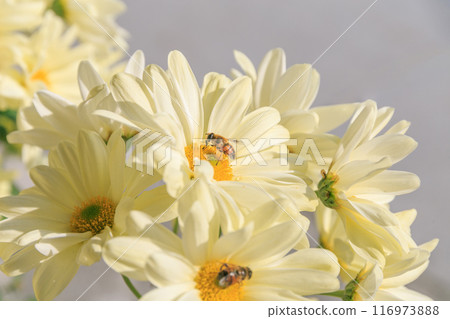 一朵黃色的菊花，上面棲息著一隻蜜蜂 116973888