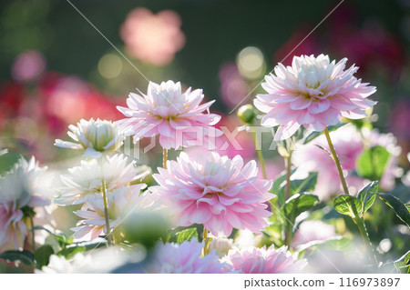 大粉紅色大麗花花 大粉紅色大麗花花 116973897