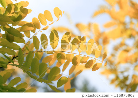 Golden acacia (freesia/robinia pseudoacacia) with yellow leaves in autumn Golden acacia (freesia/robinia pseudoacacia) with yellow leaves in autumn 116973902