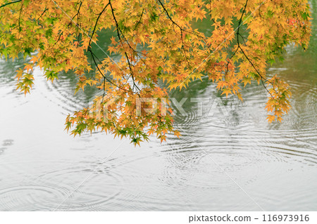 黃色的楓葉和雨滴的漣漪遍布池塘 116973916