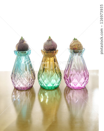 風信子水耕栽培 116973935