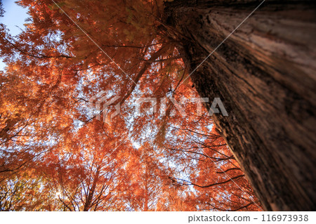 Metasequoia leaves in autumn seen from below 116973938