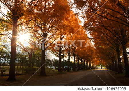 Metasequoia Tree Line in Autumn (Hiratsuka Park) Metasequoia Tree Line in Autumn (Hiratsuka Park) 116973939