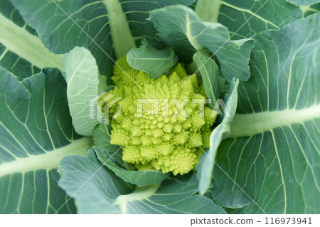 Fresh Romanesco before harvest Fresh Romanesco before harvest 116973941