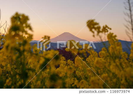 東山公園、富士山夜景和油菜花(神奈川縣二宮町) 東山公園、富士山夜景和油菜花(神奈川縣二宮町) 116973974