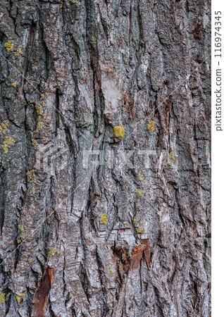 Detailed view of tree bark with intricate patterns and rough 116974345