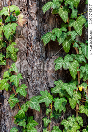 vibrant green ivy leaves climbing up rugged bark of tree vibrant green ivy leaves climbing up rugged bark of tree 116974367